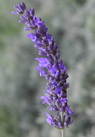 Lavande fine à fleur bleue foncé - Lavandula angustifolia 'Oxford Gem