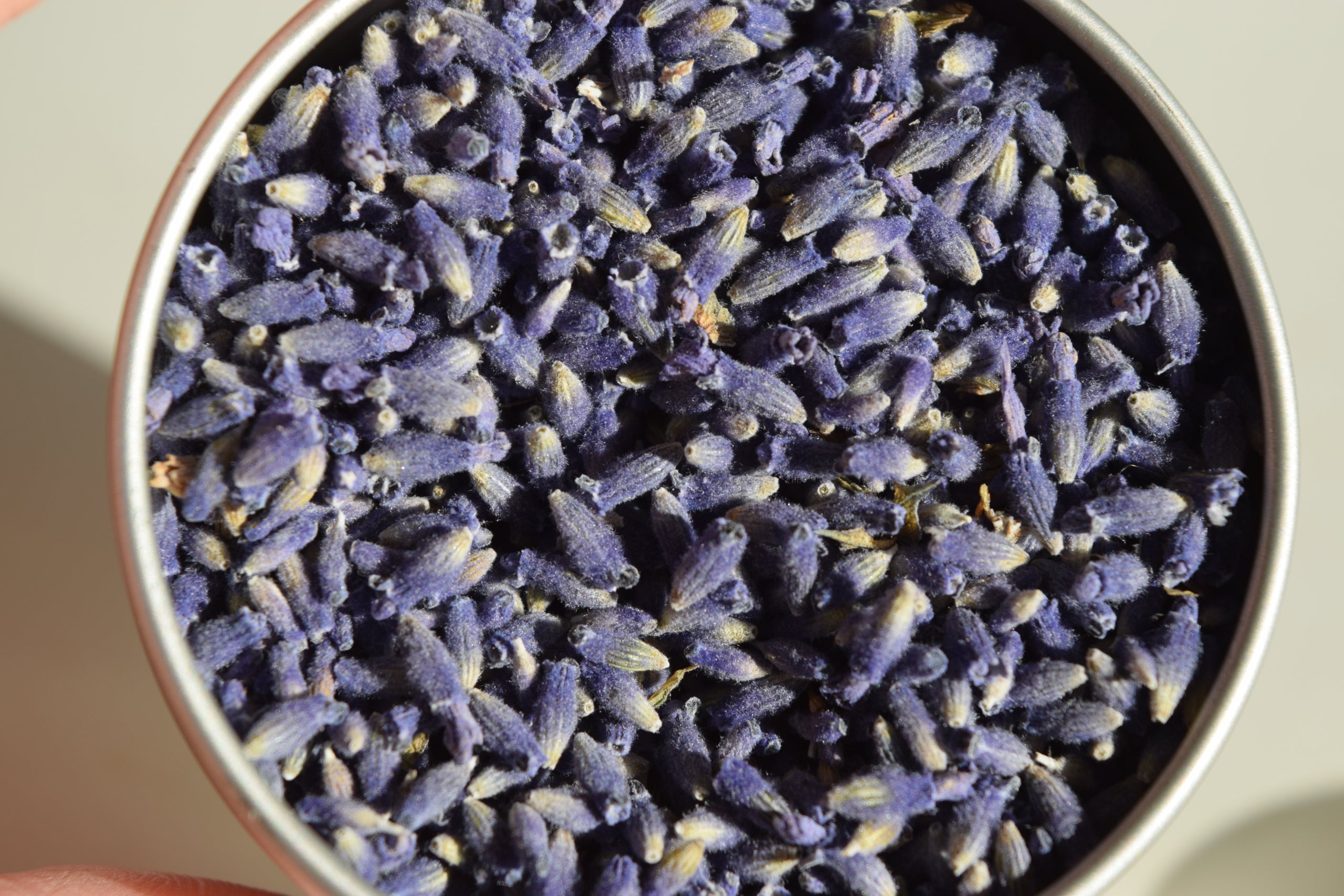 Lavandula angustifolia 'Royal Velvet' Culinary Lavender - Buy Online at  Annie's Annuals